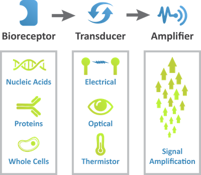 Immunosensors